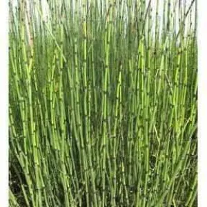 Equisetum Hyemale  - Rough Horsetail / Scouring Rush (Bare Root)